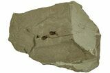 Stem with Two Samara (Winged Seeds) Fossils - Utah #215552-1